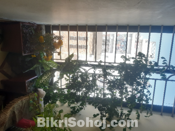 কয়েক রকমের গাছ